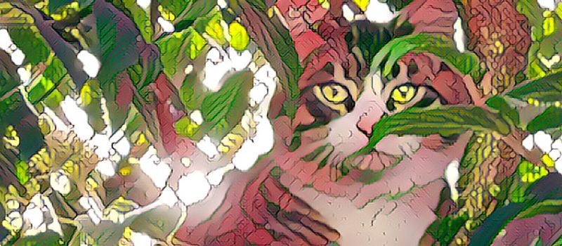 Spiderlodge August Newsletter, Music Lessons in Chilliwack